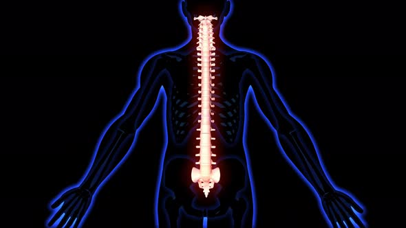 Backbone Pain 3D Animation - Loop