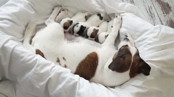 Newborn Puppies Sucking Dog Milk