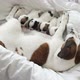 Newborn Puppies Sucking Dog Milk - VideoHive Item for Sale
