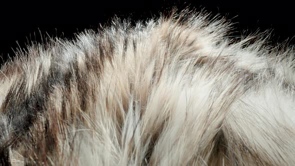 Fur Natural on Black Background