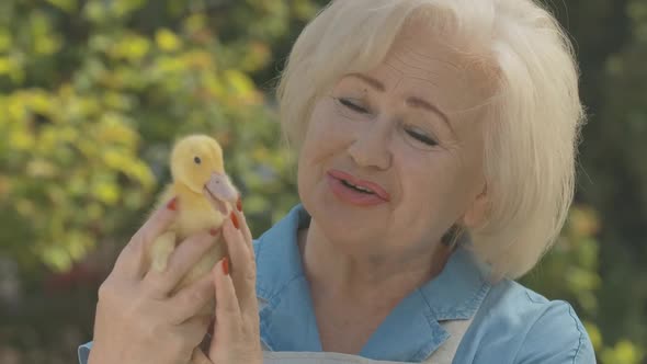 Close-up Portrait of Cheerful Caucasian Senior Woman Caressing Duckling and Laughing. Positive Blond