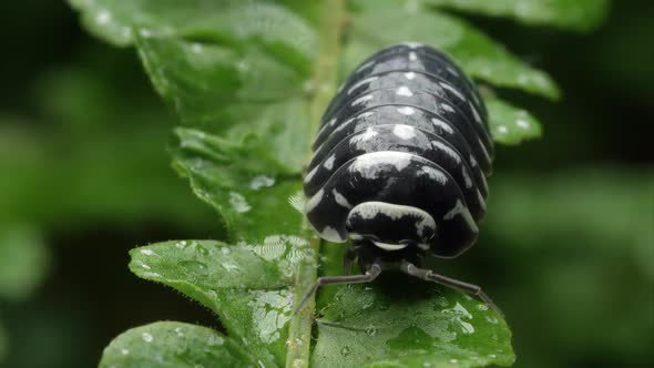 Black and white spotted pill bug on a green leaf.