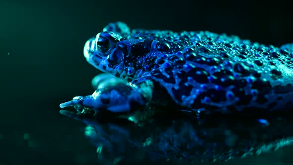 Blue Ground Toad Closeup Night Shot Under Led Color Light