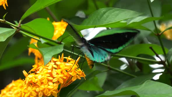 male green priamus birdwing butterfly