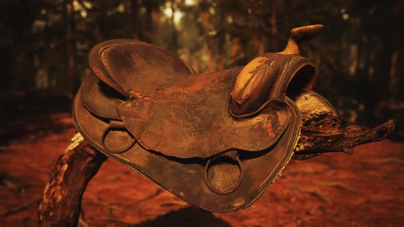 Vintage Leather Horse Saddle on the Dead Tree in Forest at Sunset
