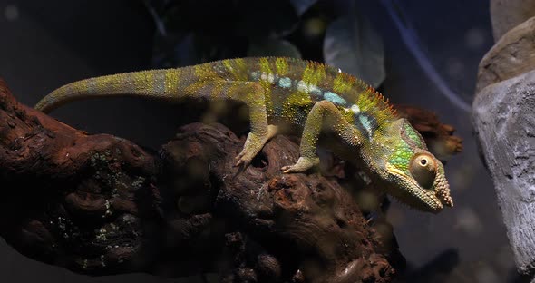 Panther Chameleon, furcifer pardalis, Adult standing on Branch, Madagascar, Slow motion 4K