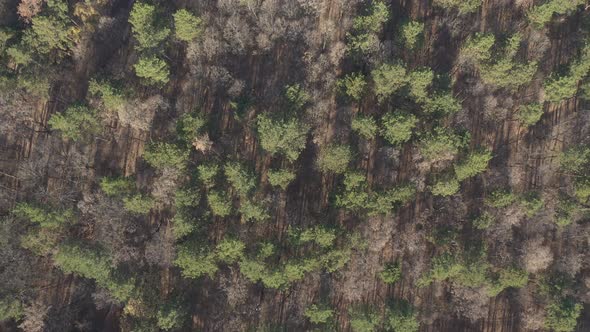 Morning scene over evergreen forest 4K drone video