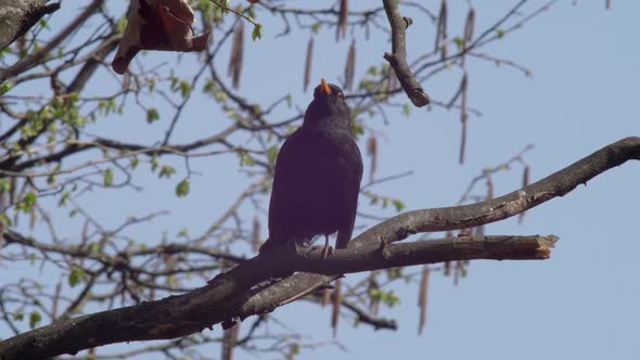 Slow motion medium shot of a young Blackbird sitting on a swaying branch. It looks around and dynami