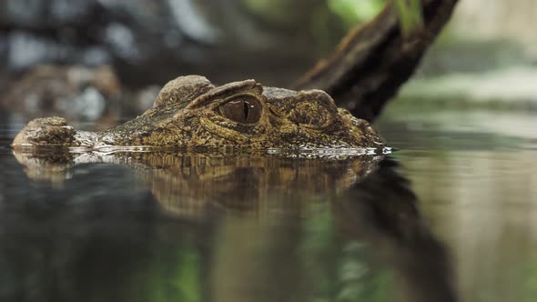 Head of a crocodile (Paleosuchus palpebrosus). Dwarf Caiman.