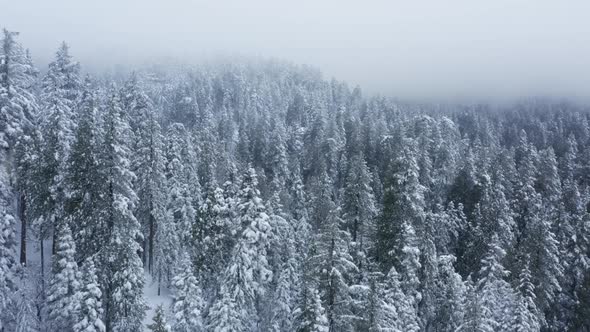 Winter Snow Storm in North American Pine Trees Forest Landscape Drone  Video