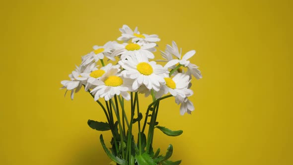 Rotating Dolly Shot Bouquet of Matricaria Flowers