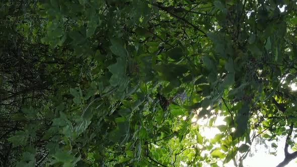 Vertical Video of a Forest with Trees in Ukraine