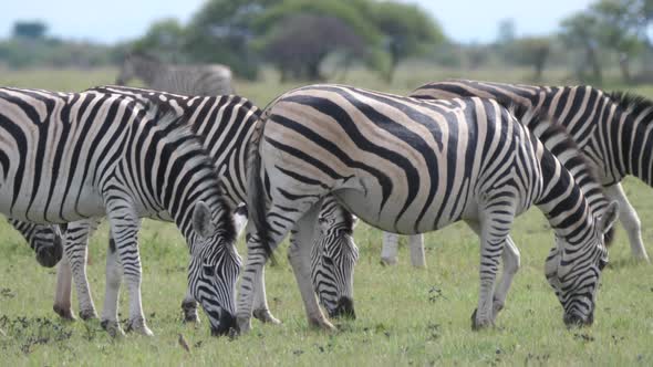 Herd of Zebra grazing at Nxai Pan in Botswana