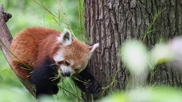 Red panda (Ailurus fulgens) on the tree. Cute panda bear in forest habitat.