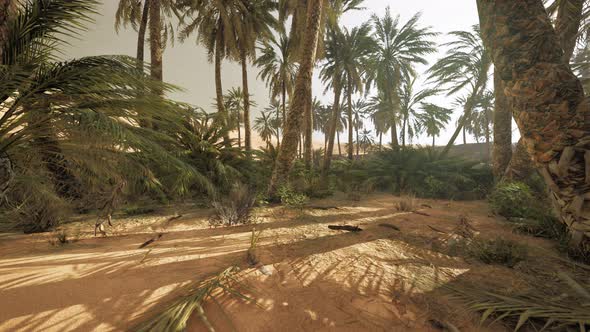 Palm Trees in the Sahara Desert