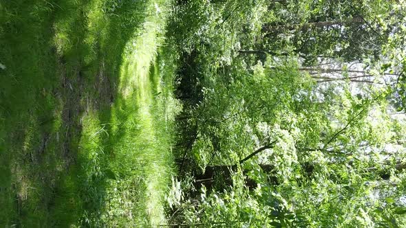 Vertical Video Aerial View Inside a Green Forest with Trees in Summer