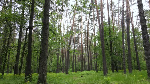 Wild Forest Landscape on a Summer Day