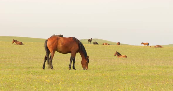 Horses Grazing on a Green Meadow in a Mountain Landscape