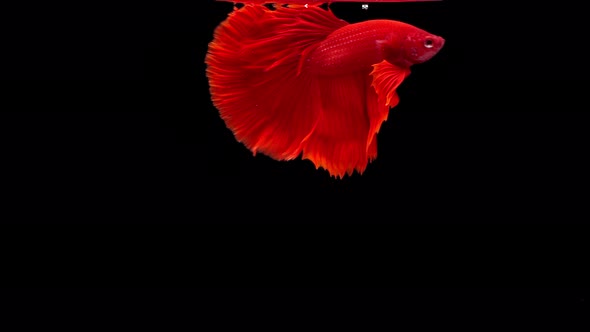Siamese fighting fish (Betta splendens) alt