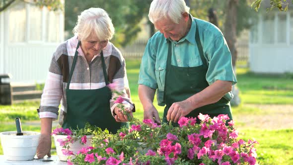 Elderly Gardeners Working with Flowers.