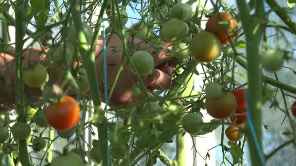 Harvest Time For Tomatoes