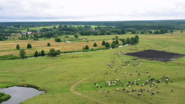 Drone Flying Low Above Flock of Cows Grazing Free on Green Summer Field Near Winding River on
