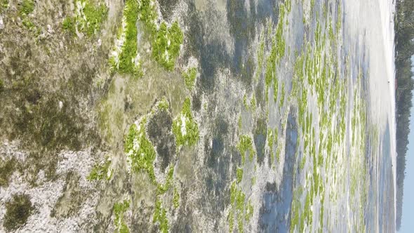 Zanzibar Tanzania  Vertical Video of Low Tide in the Ocean Near the Coast Slow Motion