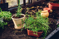 Fresh Herbs in Pots in Garden - PhotoDune Item for Sale