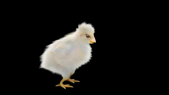 Baby Chicks Dancing HD