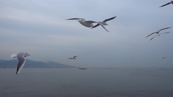 Seagulls Flying In The Gray Clean Sky. Close Up Flock Of Birds Flies Slow Motion