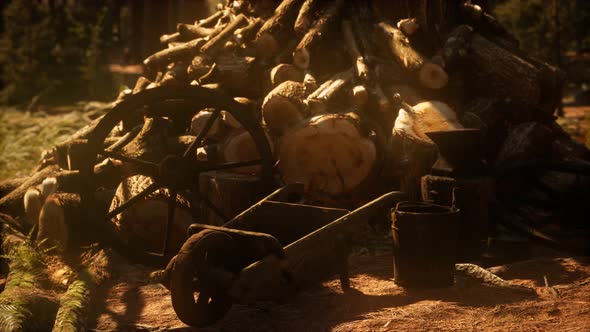 Preparation of Firewood for the Winter in Forest at Sunset