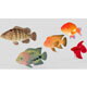 Fish Collection 01 - 3DOcean Item for Sale