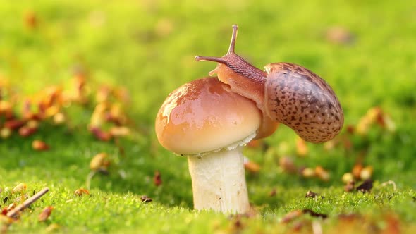 Close-up of a Snail Slowly Creeping in the Sunset Sunlight