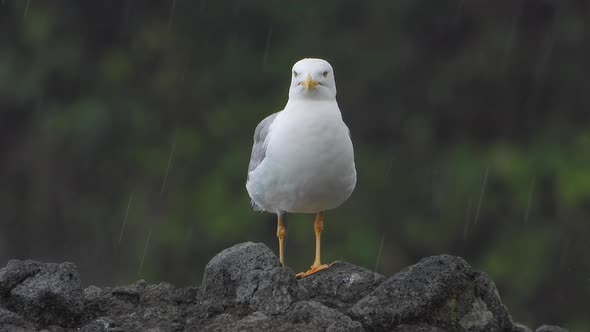 A Beautiful, Clean and Bright Feathered Seagull Bird on the Rock in Rain