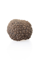 Small black truffle isolated on white, clipping path included - PhotoDune Item for Sale