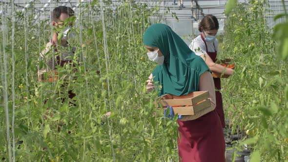 Masked Diverse Farm Workers During Tomato Harvest