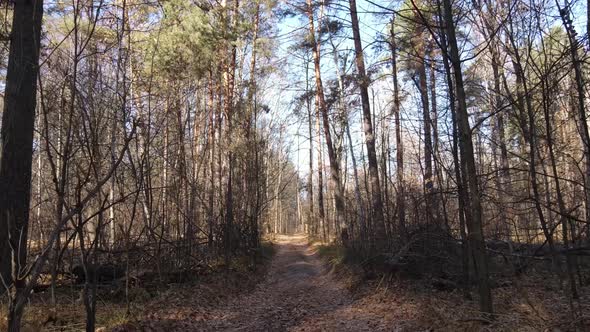 Trees in the Autumn Forest in the Afternoon