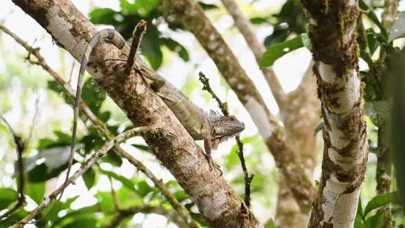 Green Iguana Lizard Lying in a Tree in Rainforest in Costa Rica, Climbing and Walking, Boca Tapada,