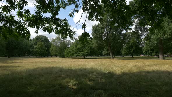 Trees and grass in Hyde Park