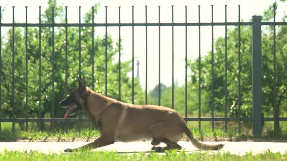 Dog Is Executing Commands.