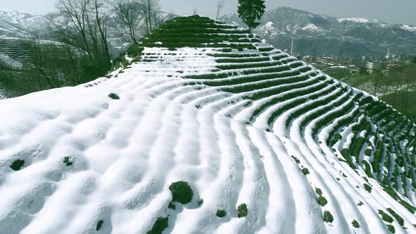 Snowy Tea Garden