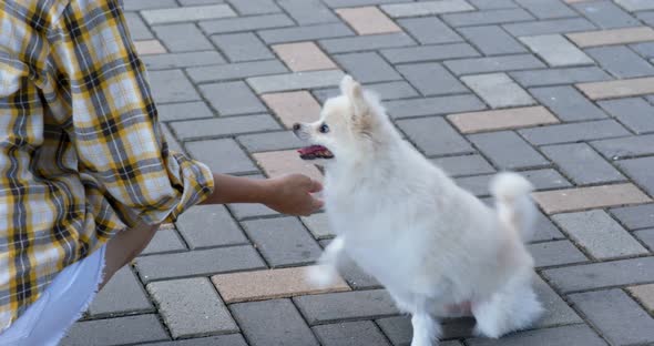 Woman play with her dog at outdoor