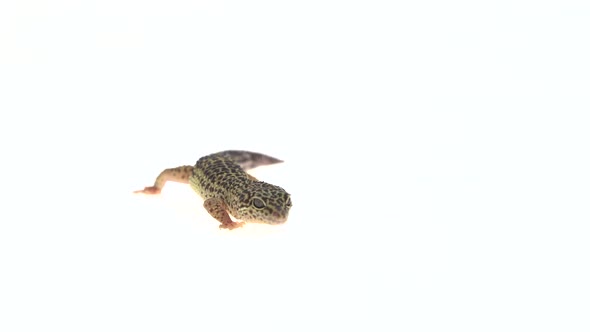 Leopard Gecko Standard Form, Eublepharis Macularius in White Background