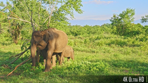 4K Mother and Baby Wild Elephant Grazing in Lush Green Nature Preserve in Sri Lanka