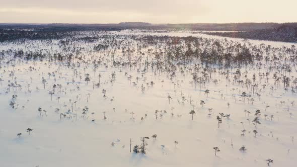 Flat swamp in snowy winter landscape at sunrise, tracking drone shot