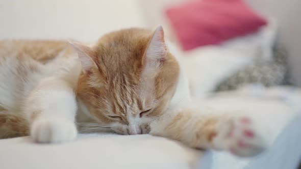 a Beautiful Red and White Fluffy Cat Lies on a White Blanket and Licks Its Fur