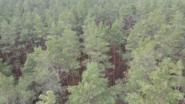 Trees in a Pine Forest During the Day Aerial View