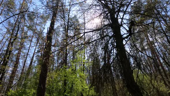 Forest with Pine Trees During the Day POV