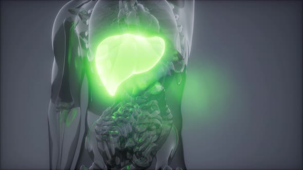 Human Liver Radiology Exam alt