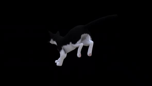 Black and White Cat Fast Run Back Side View alt